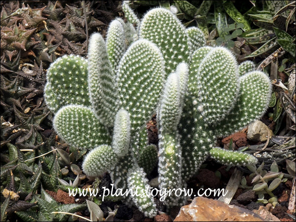 These plants may look cute and touchable, but quite the opposite is true.  The white bunches on the pads are made up of bright white areoles and glochids.  The glochids are hooked and difficult to remove from fingers, hands, cloths, lips, ect. Yes lips, since you will try to remove them from your hands with your teeth and then get the spines stuck in your lips.
